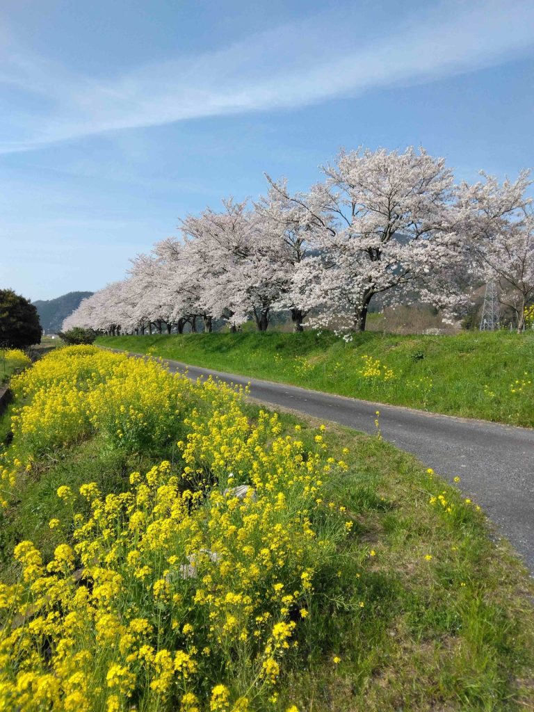 桜と菜の花