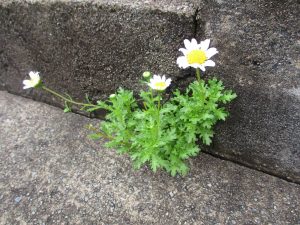 安らぎの印象を与える花